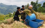 Đồng bào thu hoạch 
